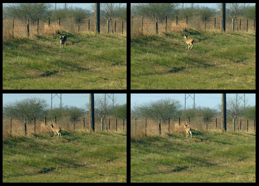 (03) deer montage.jpg   (1000x720)   391 Kb                                    Click to display next picture